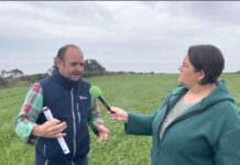 Entrevista a Dani Baizán, técnico de campo de DELAGRO sobre BLUE STAR MAIZ
