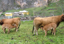 El Gobierno de Asturias pone a disposición del sector primario casi 96 millones de las ayudas de la PAC