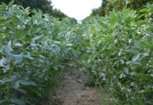 Investigadores del Serida participan en un trabajo internacional sobre la evolución genética de la judía común en Europa