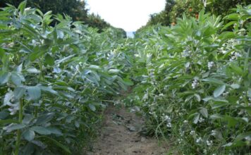 Investigadores del Serida participan en un trabajo internacional sobre la evolución genética de la judía común en Europa