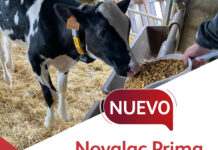 Novalac Prima Fiber, el nuevo starter texturizado de Nanta para terneras lactantes