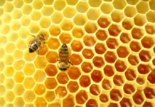 Abierto el periodo de registro IGP Miel de Asturias