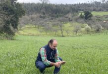 Bisannia Pradera Pastoreo: fertilizante y caliza en una sola aplicación