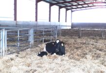 Optimización del bienestar y la longevidad de las vacas lecheras