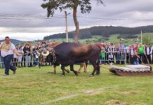 Concurso de arrastre de bueyes en la Feria de San Isidro Llanera