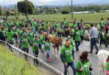 Desfile de Carros y Animales de la Feria de San Isidro de Llanera 2023