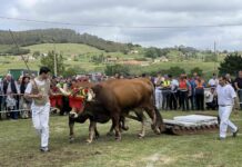 Concurso de arrastre de bueyes, Feria de San Isidro Llanera 2023
