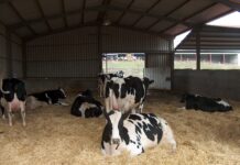 Nuevo programa Nanta Dairy Start para la optimización del bienestar y la longevidad de las vacas lecheras