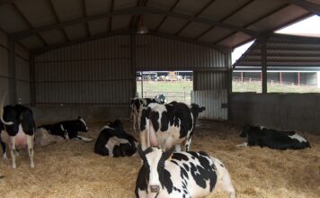 Nuevo programa Nanta Dairy Start para la optimización del bienestar y la longevidad de las vacas lecheras
