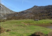 El Gobierno de Asturias publica la estrategia contra el uso ilegal de veneno