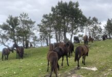 El Gobierno de Asturias destina 90.000 euros a cinco asociaciones de criadores para fomentar las razas autóctonas