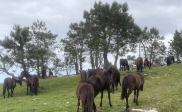 El Gobierno de Asturias destina 90.000 euros a cinco asociaciones de criadores para fomentar las razas autóctonas