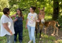 Yeguada Hispania realiza transferencia de embriones en una mula con excelentes resultados