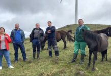 Entrevista a Germán Concheso y ganaderos de asturcones de la Sierra del Sellón (Villayón)