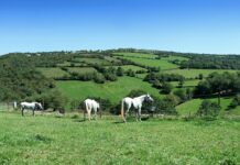ASAJA dirige sus reivindicaciones en materia agraria a los partidos políticos que concurren a las elecciones