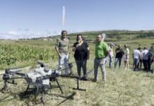 Demostración de Yara, Delagro y Agrocantabria de aplicación de nutrientes al maíz con dron