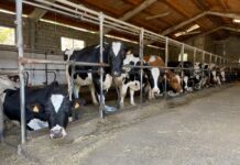 El Principado recibe 81 solicitudes para la convocatoria de incorporación de jóvenes a la actividad agraria, dotada con 5,5 millones