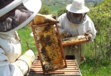 El Gobierno de Asturias concede ayudas por valor de 90.000 euros a 22 apicultores