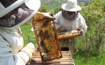 El Gobierno de Asturias concede ayudas por valor de 90.000 euros a 22 apicultores