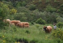 El nuevo modelo de gestión forestal apuesta por la prevención de incendios y la conservación de la biodiversidad