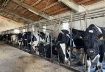 Asturias destina 11.000 euros de media para apoyar a las explotaciones agroganaderas con fondos de la PAC