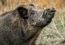 Medio Rural organiza una jornada sobre los riesgos sanitarios de las enfermedades que afectan a los jabalíes