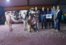 El Concurso de Ganado de Tineo va a más