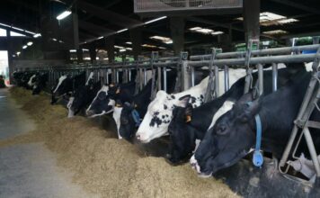 ASAJA denuncia que la bajada del precio de la leche pone en riesgo la supervivencia de las ganaderías