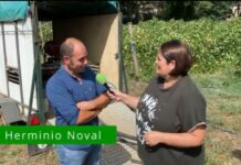 Entrevista a Herminio Noval García, productor de IGP Faba Asturiana y Verdina