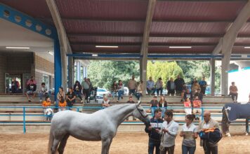 Más de cien caballos se dieron cita en Ecunarcea 2023