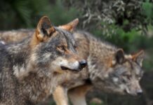 ASAJA insta al Comisario de Medio Ambiente a realizar cambios urgentes en las políticas de protección del lobo