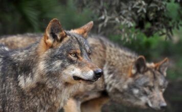 ASAJA insta al Comisario de Medio Ambiente a realizar cambios urgentes en las políticas de protección del lobo