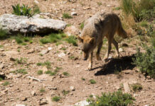 UPA aplaude la toma de conciencia de la Comisión Europea sobre los problemas que causa el lobo a la ganadería