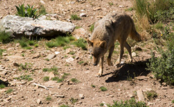 UPA aplaude la toma de conciencia de la Comisión Europea sobre los problemas que causa el lobo a la ganadería
