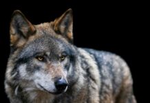 ASAJA Asturias y COAG Asturias solicitan convocatoria urgente del Comité Consultivo del Plan de Gestión del Lobo