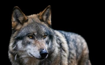 ASAJA Asturias y COAG Asturias solicitan convocatoria urgente del Comité Consultivo del Plan de Gestión del Lobo