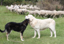 UPA traslada a Von der Leyen sus diez medidas para hacer viable la convivencia entre la ganadería y los lobos