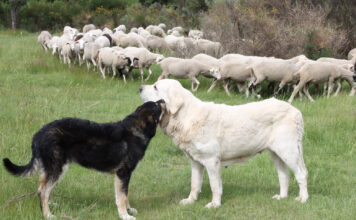 UPA traslada a Von der Leyen sus diez medidas para hacer viable la convivencia entre la ganadería y los lobos