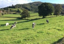 5.600 ganaderos asturianos recibirán en octubre más de 5,4 millones de euros por la ayuda extraordinaria de la sequía
