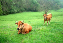 Asturias Ganadera solicita el apoyo de la Consejería de Medio Rural ante la Enfermedad Hemorrágica