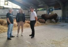 Cerca de 300 reses participarán en el Certamen Local de Asturiana de los Valles de Cangas del Narcea