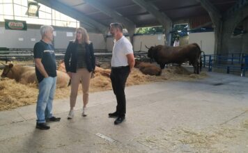 Cerca de 300 reses participarán en el Certamen Local de Asturiana de los Valles de Cangas del Narcea