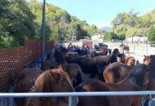 ACGEMA ha realizado cargas esta semana en cinco puntos diferentes de Asturias