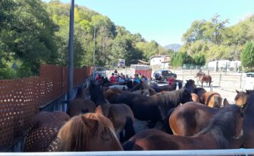 ACGEMA ha realizado cargas esta semana en cinco puntos diferentes de Asturias