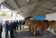 Feria de San Francisco, concurso equino y Exposición Avícola en Tineo