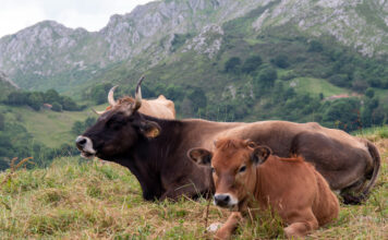 El Principado anima a los ganaderos a realizar las pruebas veterinarias ante la sospecha de enfermedad hemorrágica