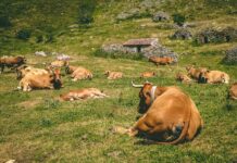 Las comarcas veterinarias de Belmonte de Miranda, Cangas del Narcea, Grado, Lena y Tineo serán zonas estacionalmente libres del mosquito que transmite la lengua azul a partir del viernes