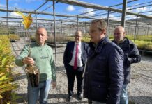 La campaña de Medio Rural contra el avispón asiático permite capturar 116.479 reinas, casi un 26,5% más que el año pasado