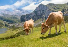 Medio Rural abona más de 26 millones en anticipos de las ayudas directas de la Política Agrícola Común