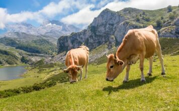 Medio Rural abona más de 26 millones en anticipos de las ayudas directas de la Política Agrícola Común